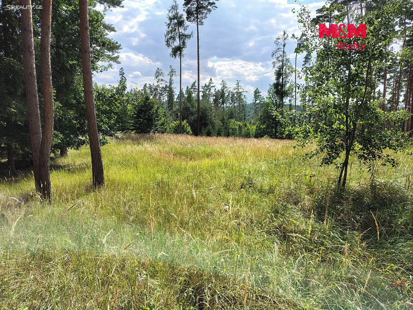 Prodej lesa 5 397 m² – fotografie 4