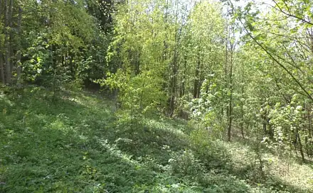 Dražba louky 1 958 m², Líšný