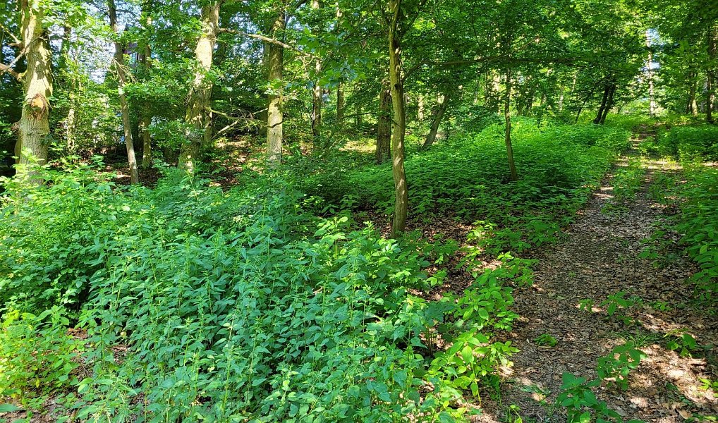 Prodej stavebního pozemku 1 246 m², Chyňava – náhled fotky 4