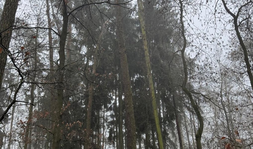 Prodej lesa 5 759 m², Hradiště – náhled fotky 6