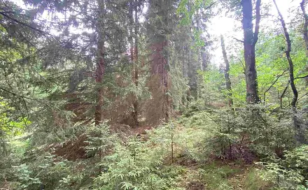 Prodej pole 1 440 m², Krásná, okres Cheb