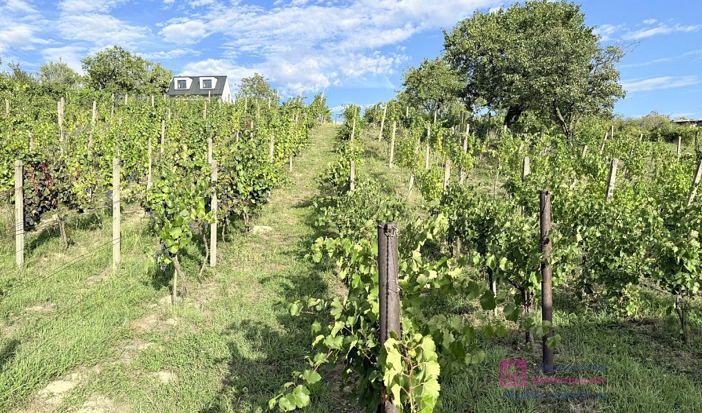 Prodej zahrady 1 256 m², Mikulov – náhled fotky 12