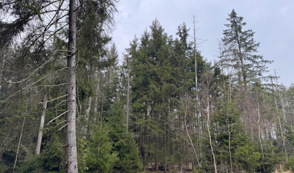 Prodej lesa 34 704 m², Mrákov – náhled fotky 14