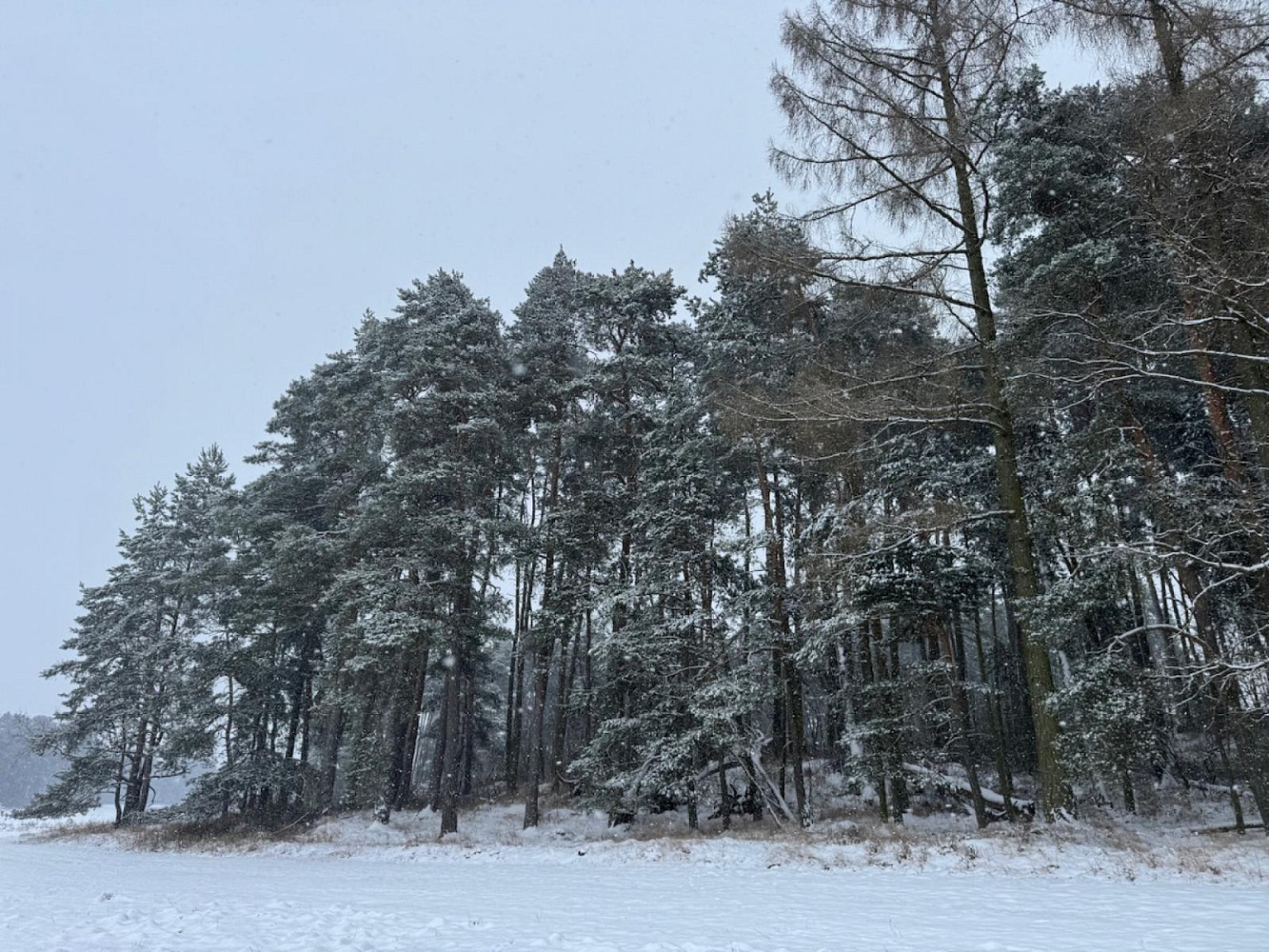 Prodej lesa 2 590 m² – pohled 2