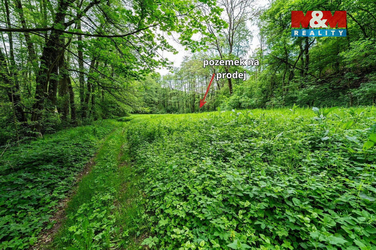 Prodej lesa 491 m² – fotografie 3