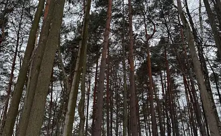 Prodej lesa 11 275 m², Malá Bystřice - Velešovice