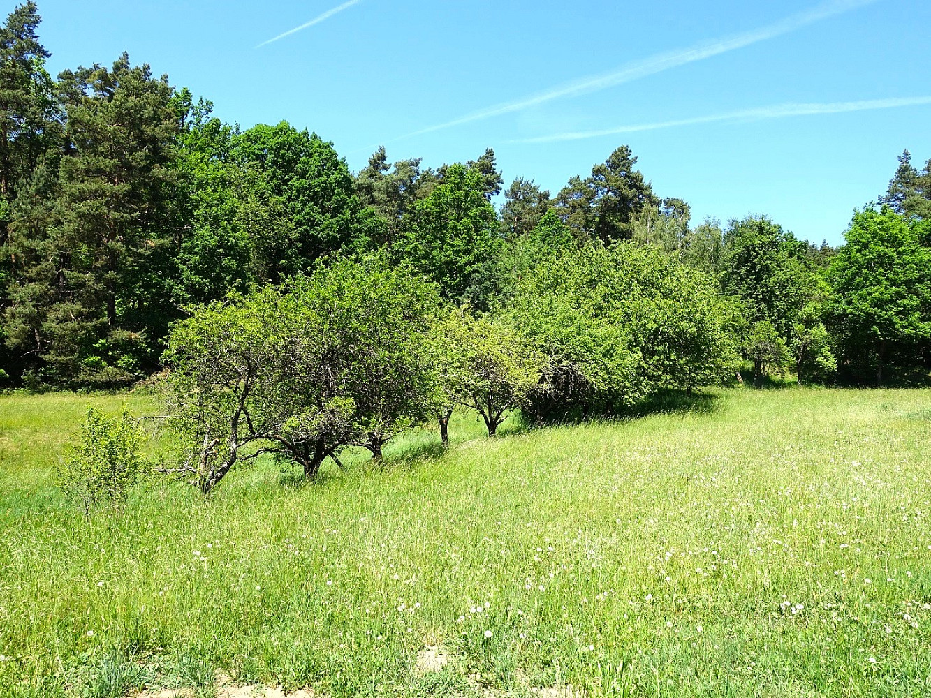Prodej louky 1 159 m²