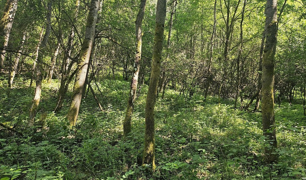 Prodej louky 12 985 m², Boseň – náhled fotky 6