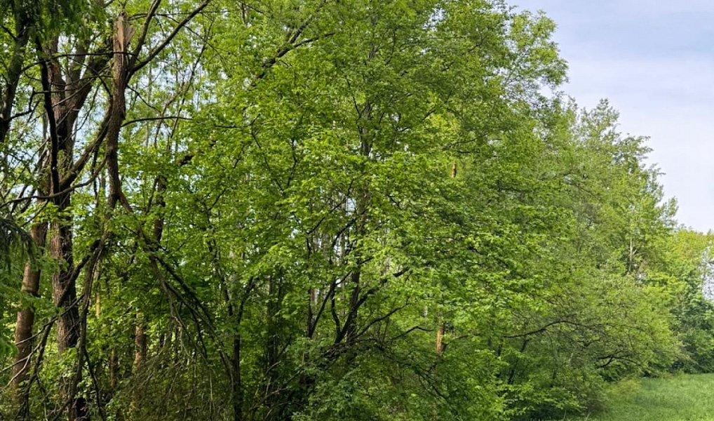Prodej pozemku 19 364 m², Bílá – náhled fotky 2
