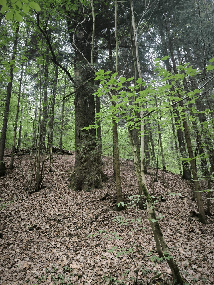 Prodej lesa 10 902 m² — photo 2