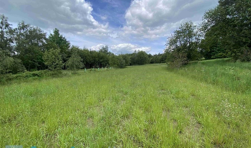 Prodej pozemku 7 893 m², Slavonice – náhled fotky 3