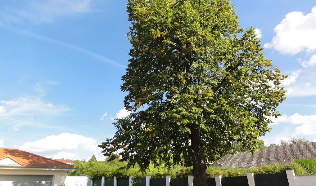 Prodej domu 251 m² s pozemkem 946 m², Mikulov – náhled fotky 31