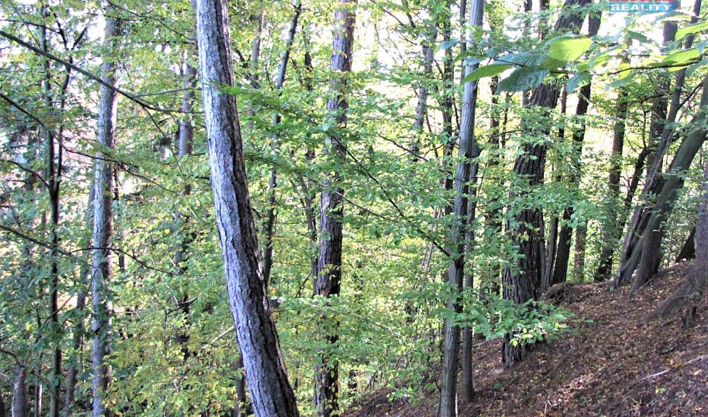 Prodej lesa 5 225 m², Huslenky – náhled fotky 3