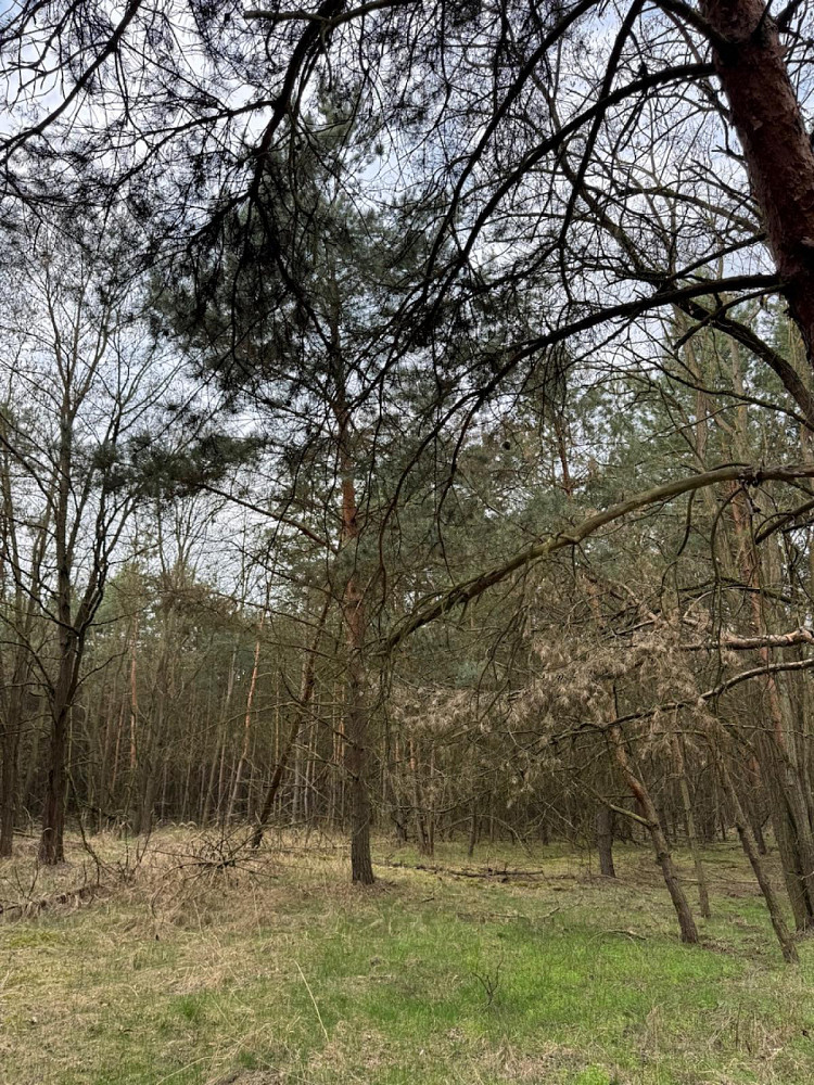 Prodej lesa 76 710 m² – fotografie 3