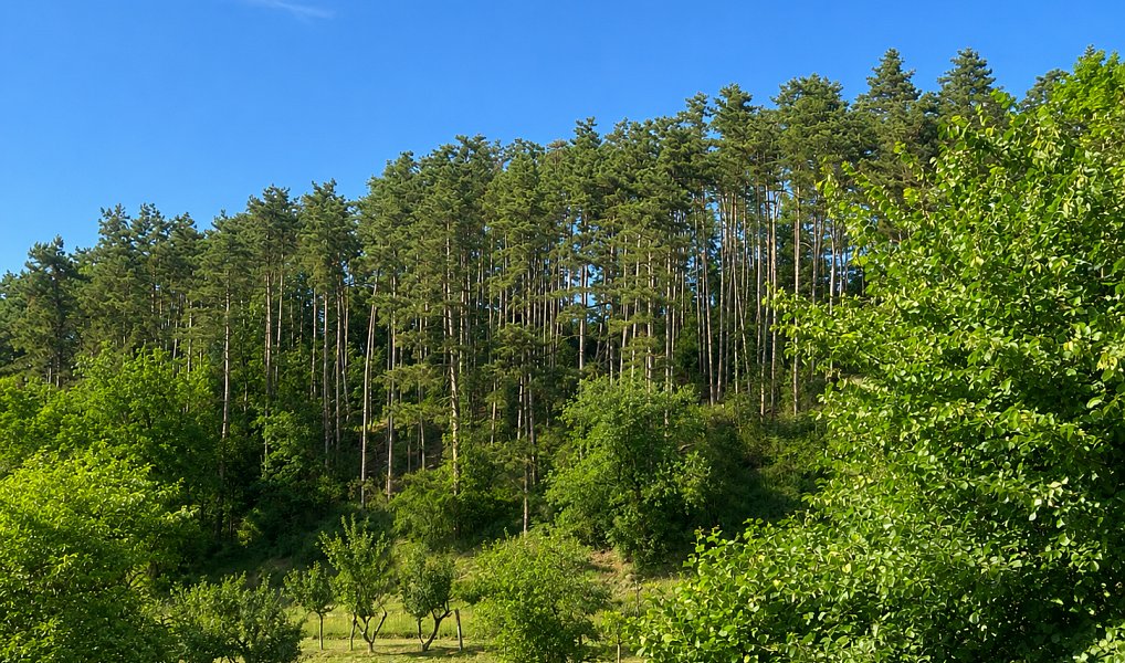 Prodej domu 75 m² s pozemkem 729 m², Liběchov – náhled fotky 19