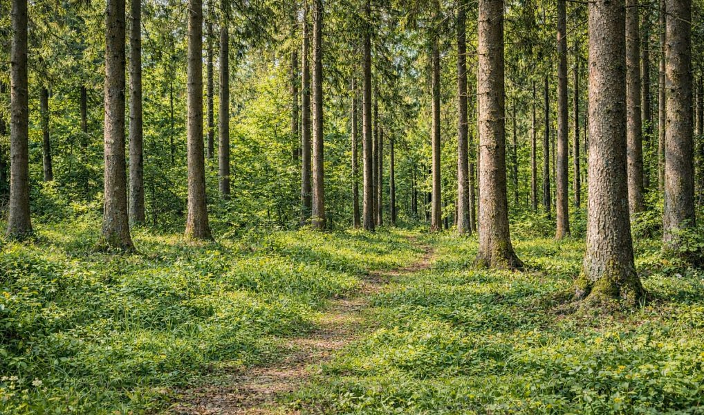 Prodej lesa 14 151 m², Řečice – náhled fotky 2