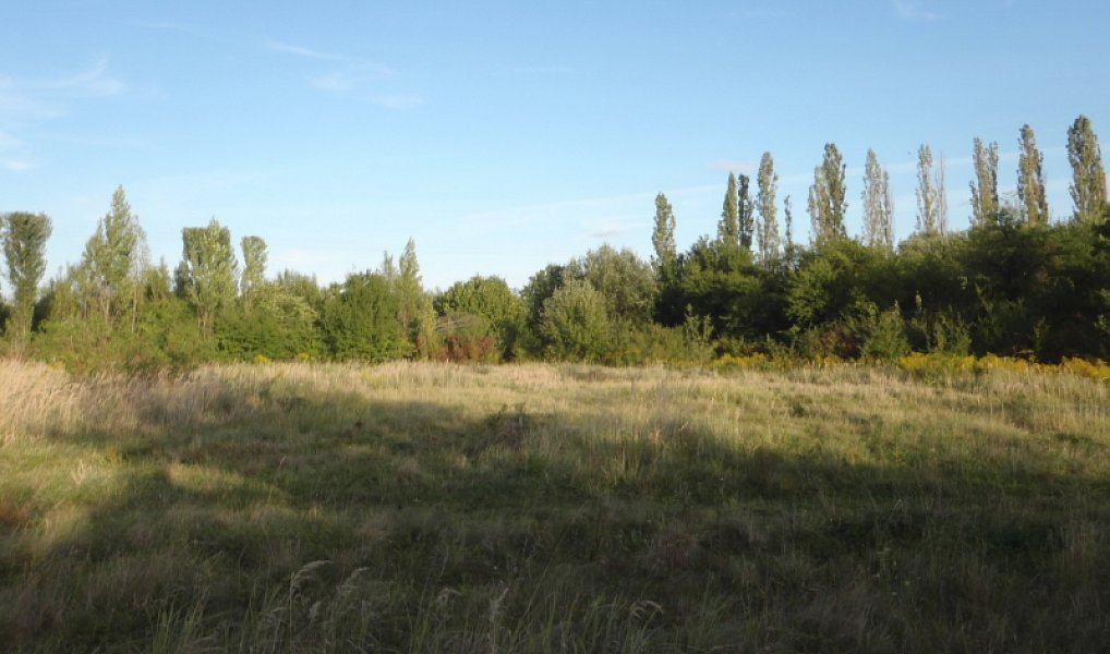 Prodej louky 8 401 m², Kosmonosy – náhled fotky 6