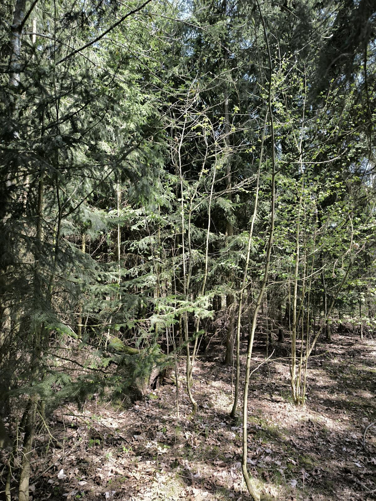 Prodej lesa 2 671 m² – pohled 3