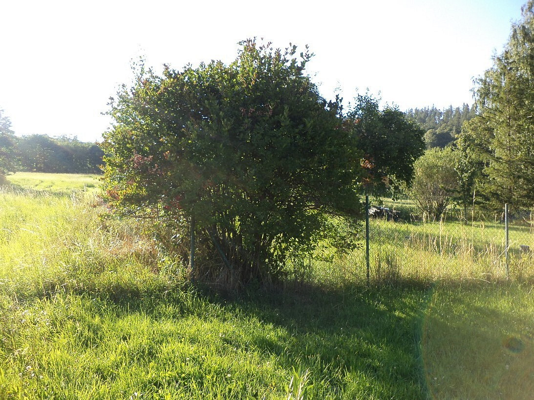 Dražba zahrady 694 m² — photo 2