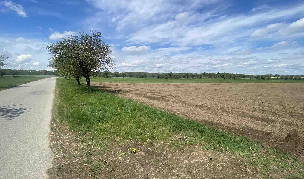 Prodej pole 5 875 m², Malovice – náhled fotky 6