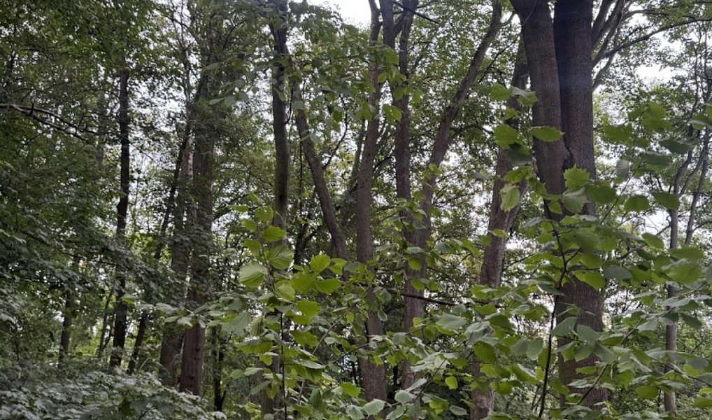 Prodej lesa 44 008 m², Jílové – náhled fotky 2