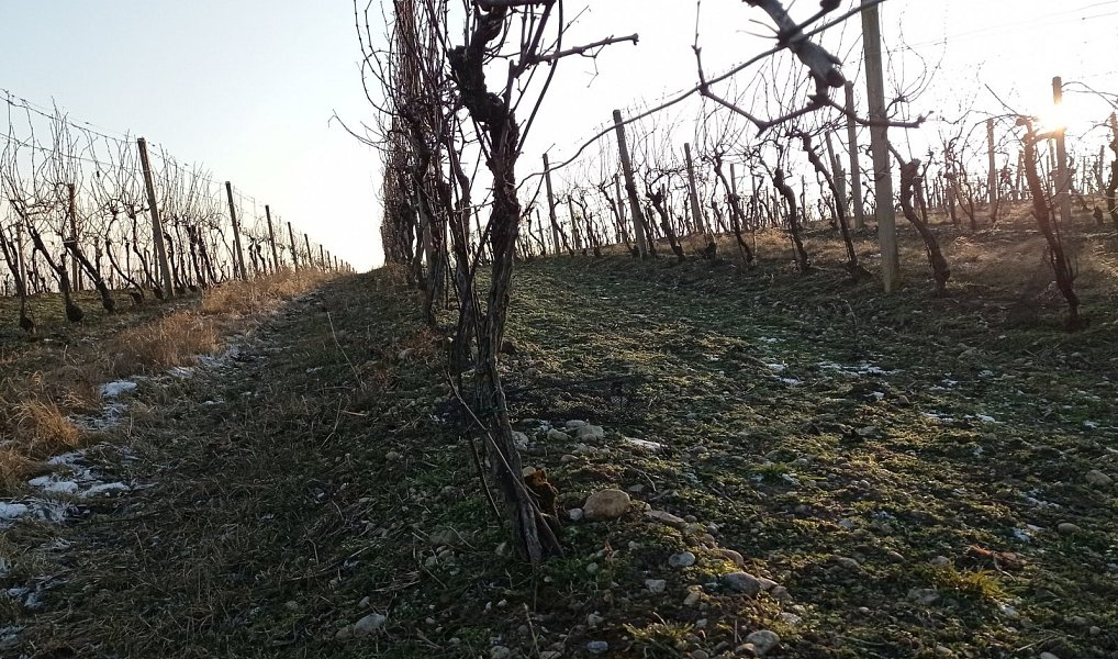 Prodej pozemku 10 093 m², Novosedly – náhled fotky 6