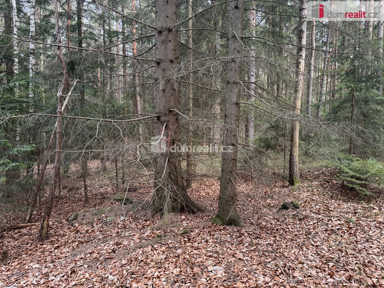 Prodej lesa 4 147 m² – fotografie 4