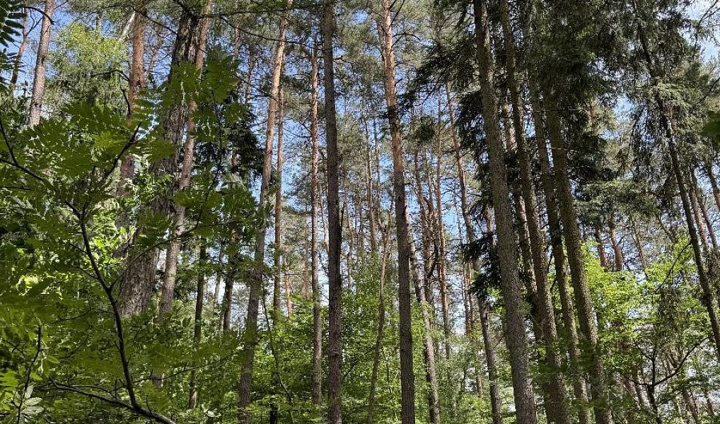 Prodej lesa 7 765 m², Úpice – náhled fotky 2