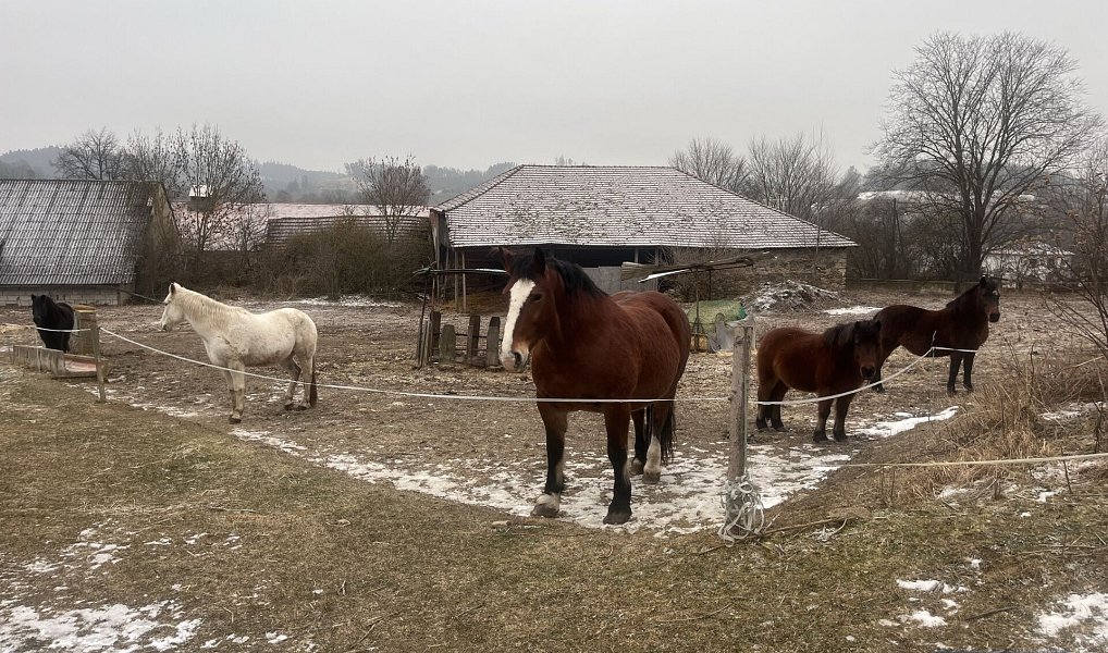 Prodej zemědělského objektu 2 020 000 m², Pavlov – náhled fotky 7