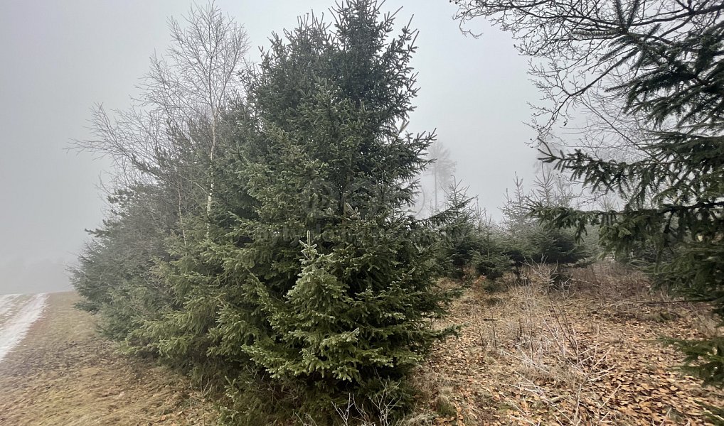 Prodej lesa 20 974 m², Stará Paka – náhled fotky 6