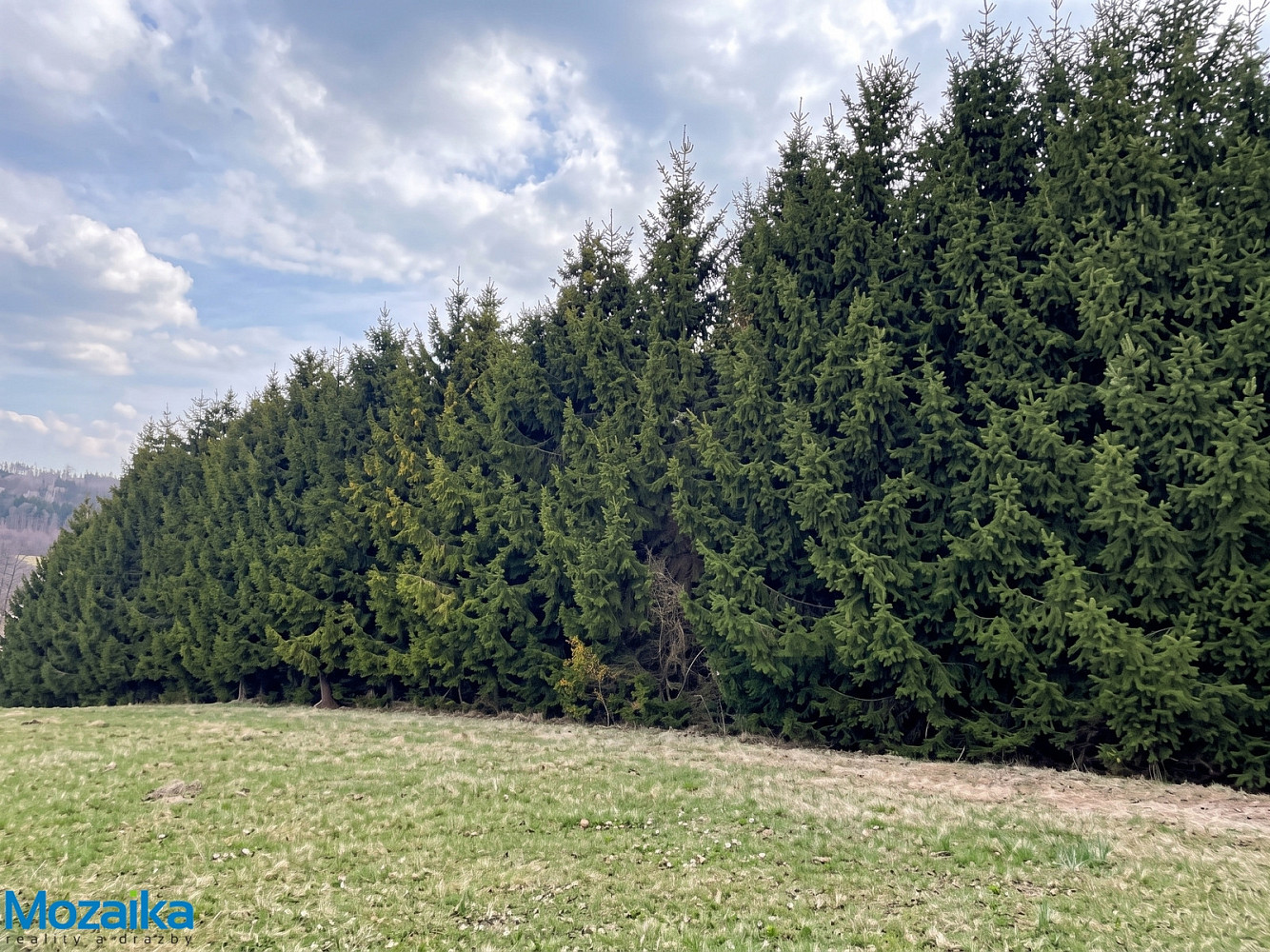 Prodej lesa 51 563 m²