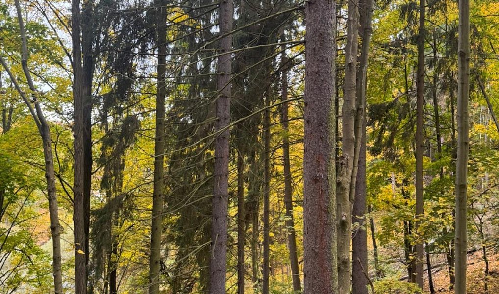 Prodej lesa 15 088 m², Přísečná – náhled fotky 5
