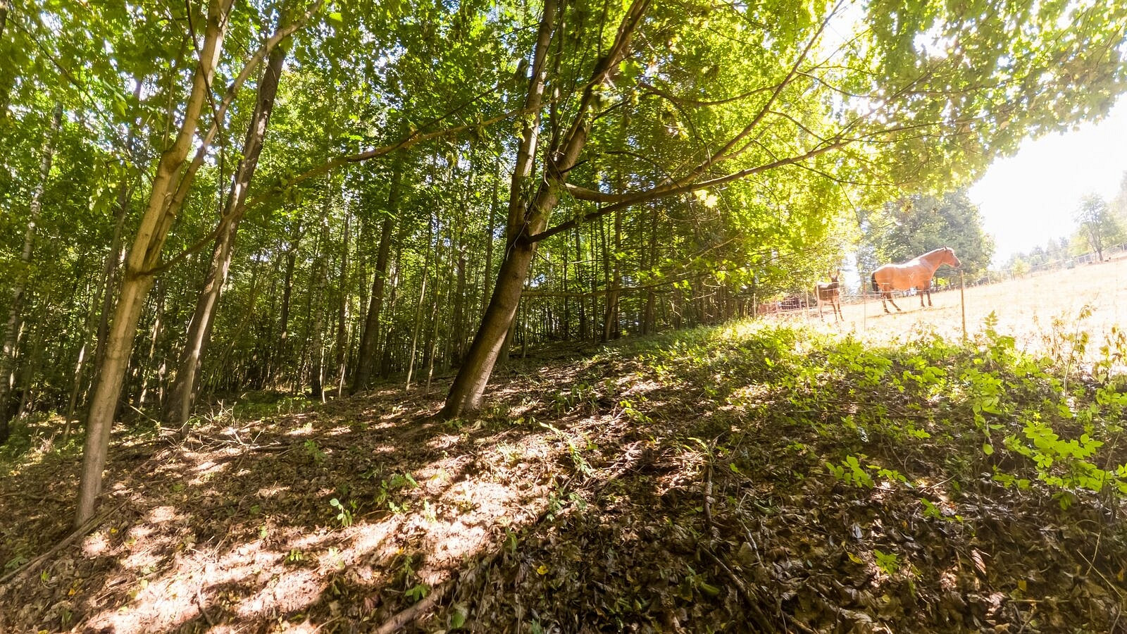 Prodej lesa 1 276 m² – fotografie 5