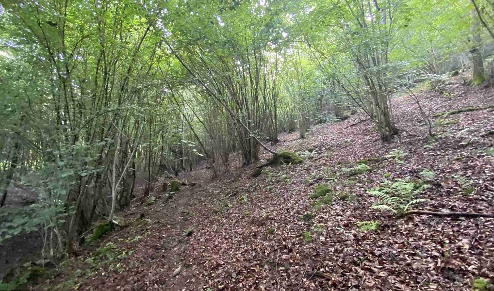 Prodej pozemku 3 382 m², Křečovice – náhled fotky 5