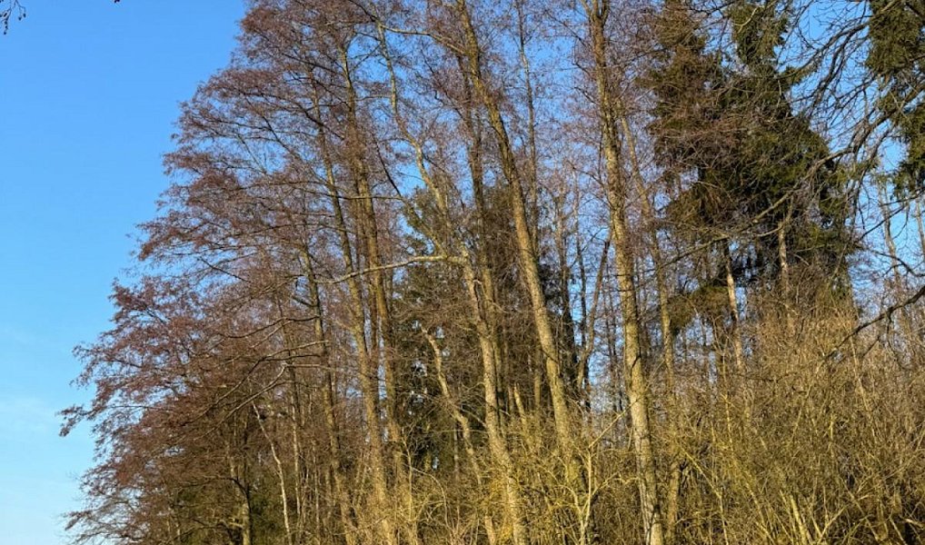 Prodej lesa 6 437 m², Chvalkovice – náhled fotky 4