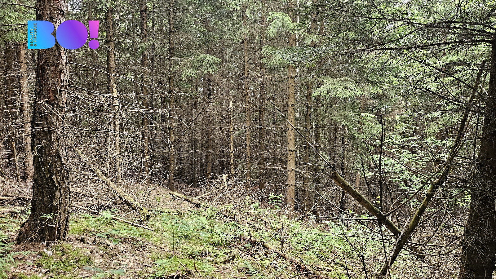Prodej lesa 6 240 m² – fotografie 5
