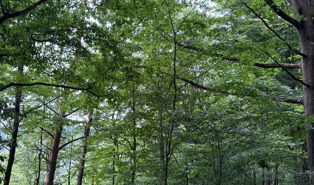 Prodej pozemku 50 672 m², Bohutín – náhled fotky 11