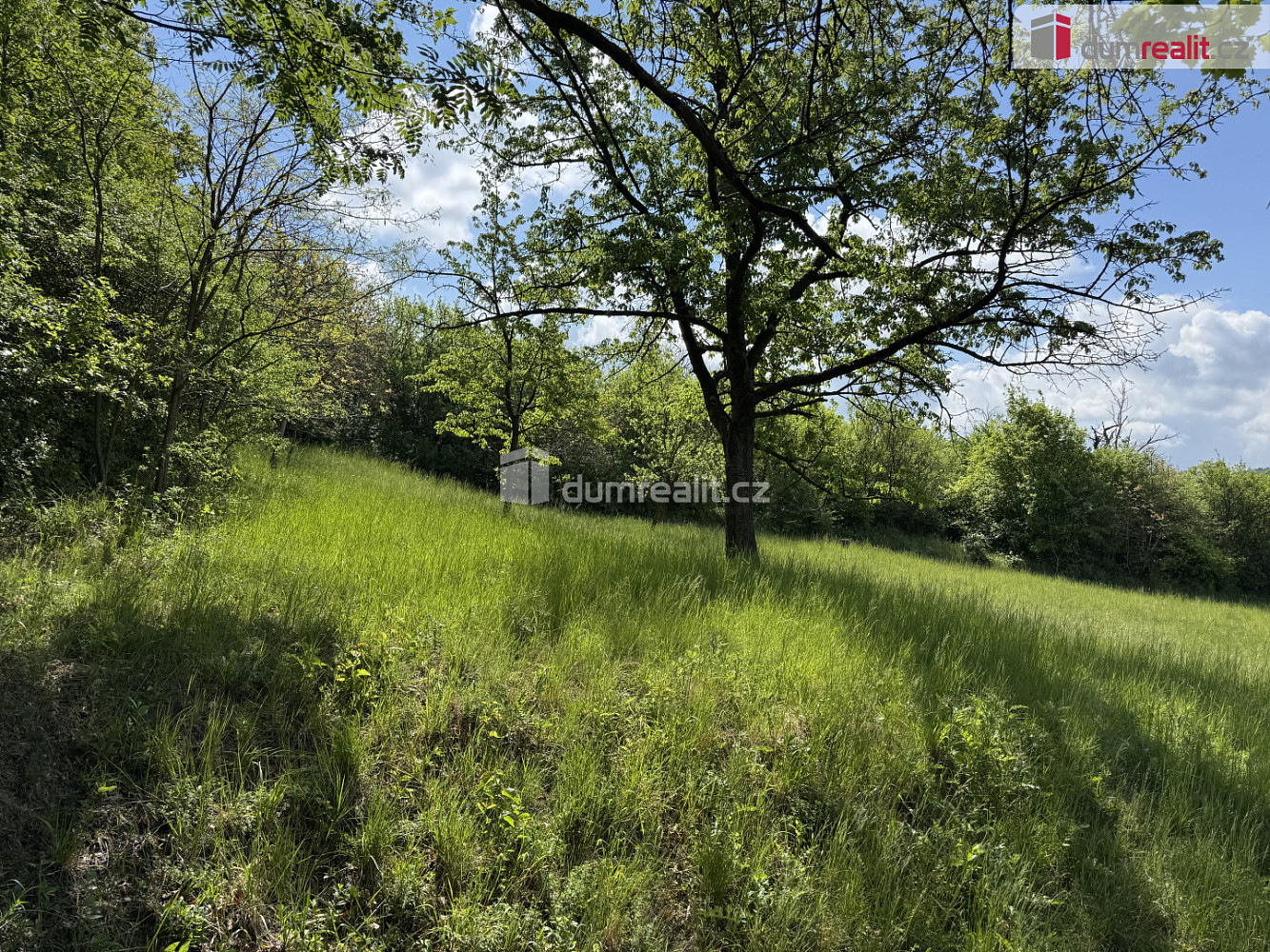 Prodej louky 5 056 m² — photo 4