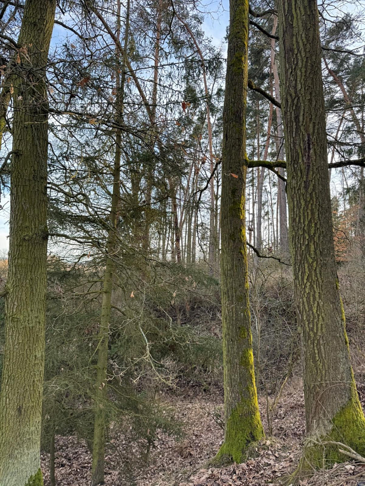 Prodej lesa 8 497 m² – fotografie 3