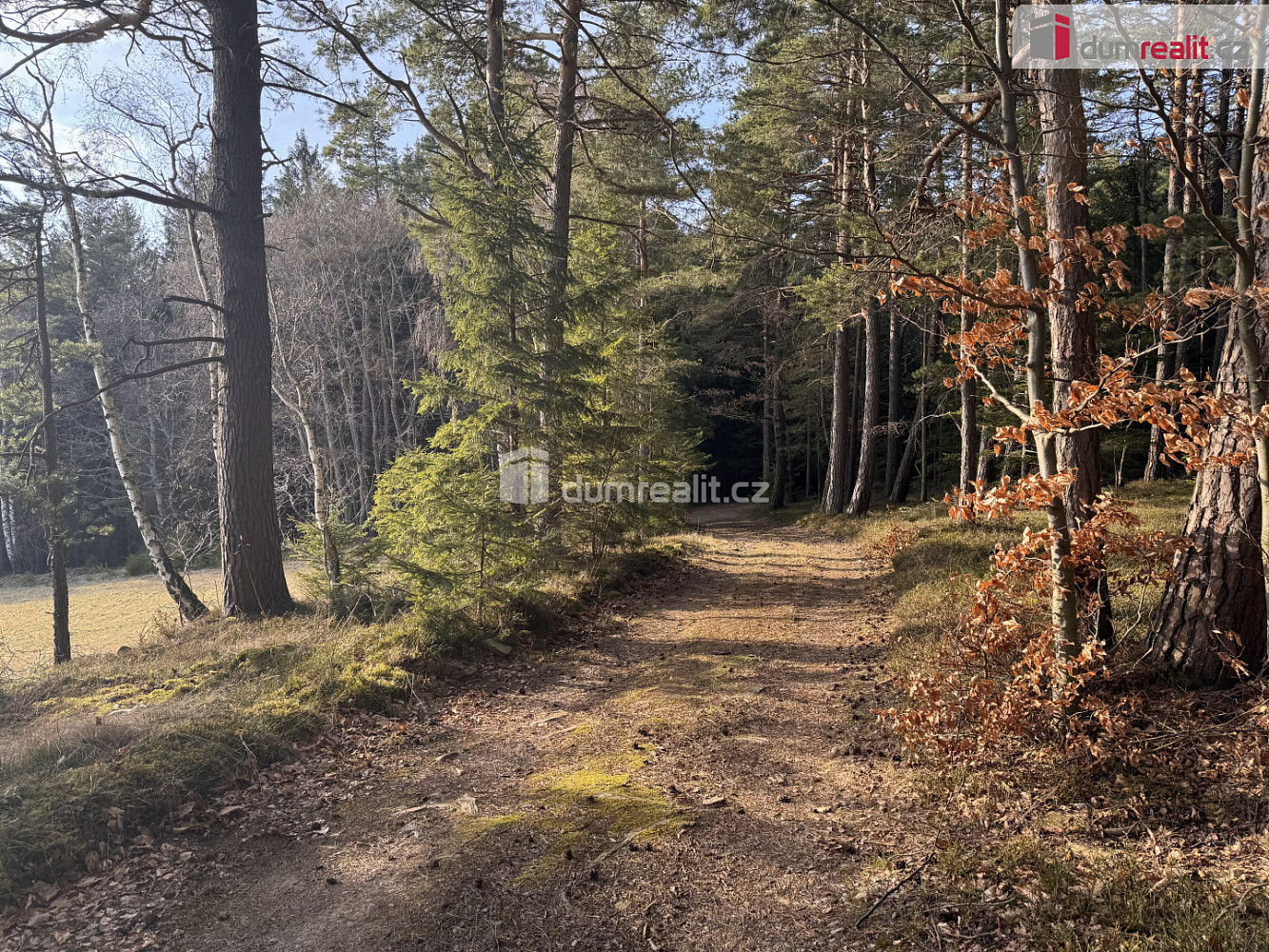 Prodej lesa 4 316 m² – fotografie 4