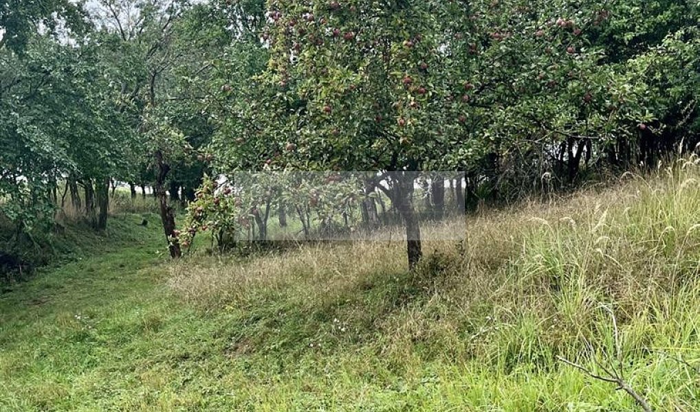 Prodej pozemku 11 900 m², Velké Všelisy – náhled fotky 22