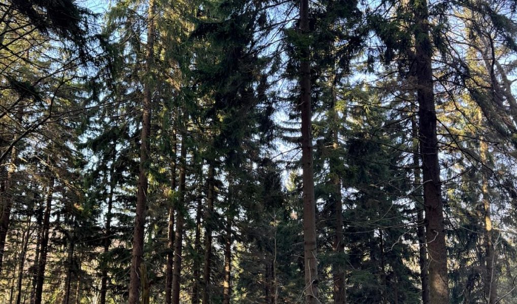 Prodej lesa 14 111 m², Proseč pod Ještědem – náhled fotky 5