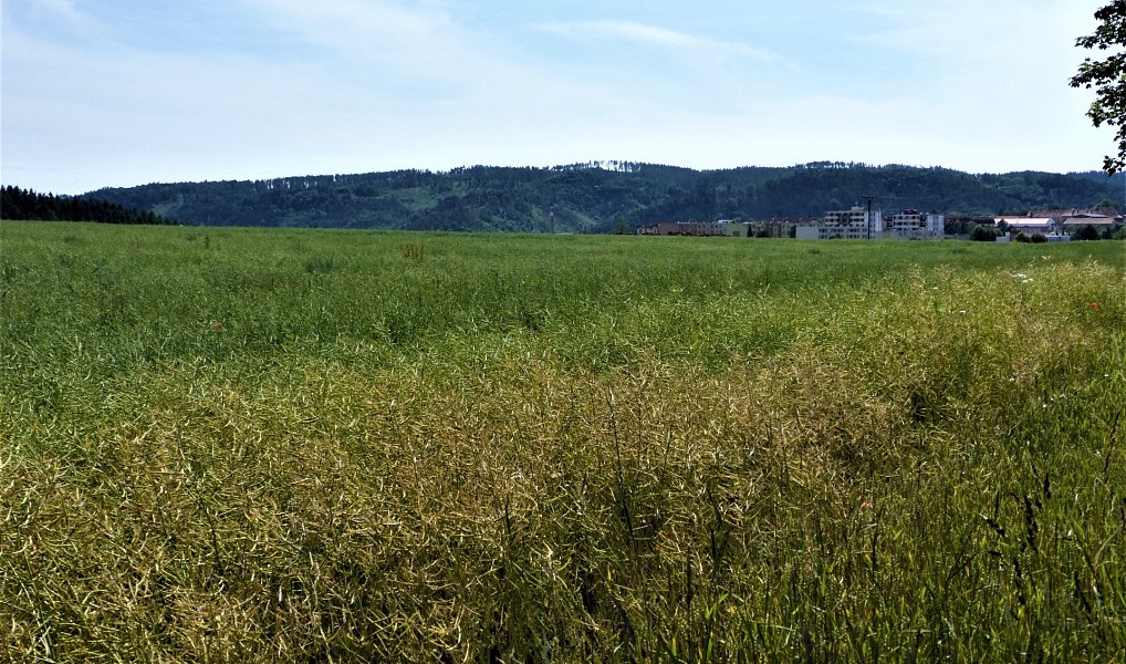 Prodej pole 7 225 m², Letovice – náhled fotky 2