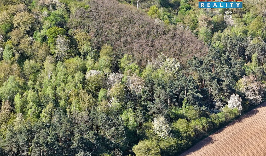 Prodej lesa 5 857 m², Kounice – náhled fotky 4