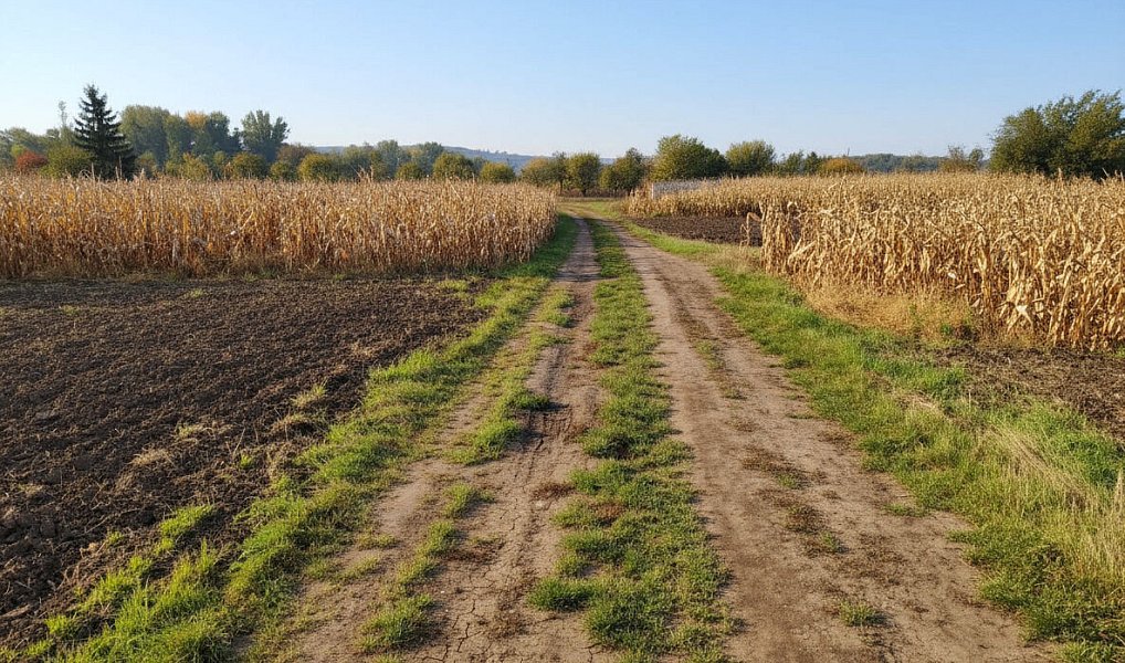 Prodej zahrady 1 564 m², Opatovice – náhled fotky 5