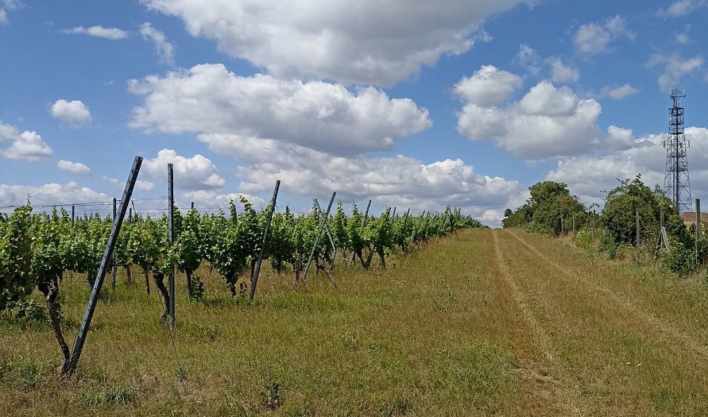 Prodej pozemku 13 493 m², Starovice – náhled fotky 4