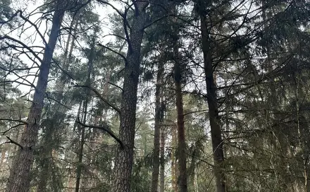 Prodej lesa 11 497 m², Koloveč - Nýřany