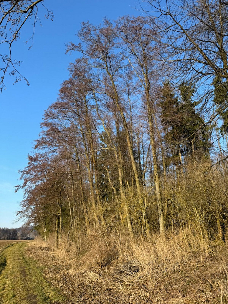 Prodej lesa 8 466 m² – pohled 4