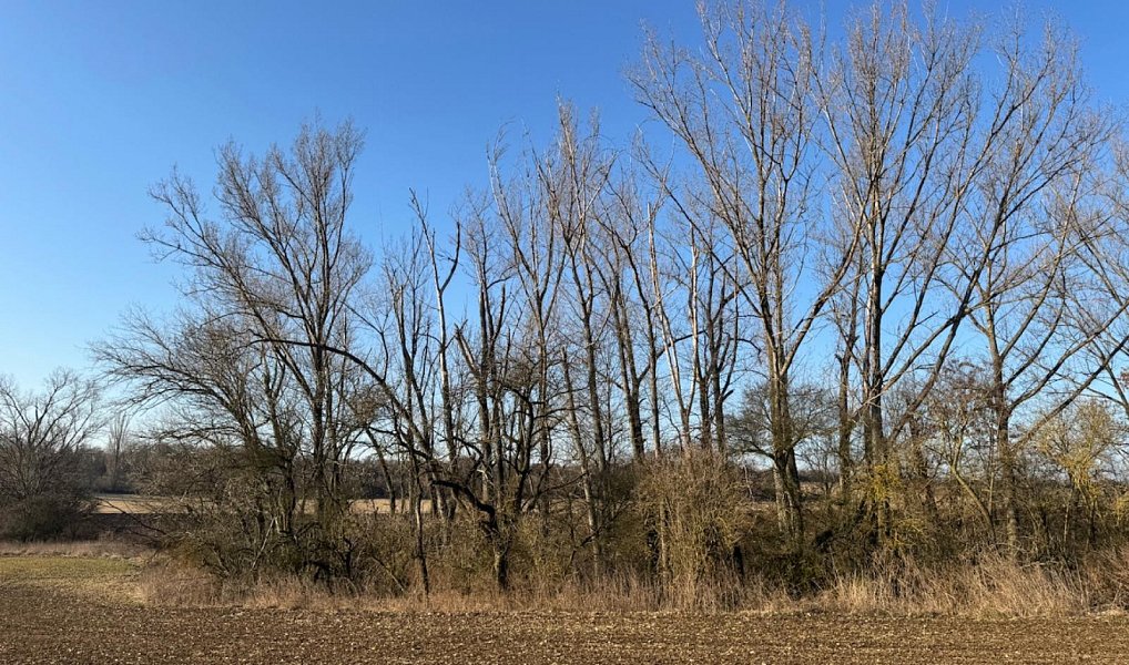 Prodej lesa 14 454 m², Mělnické Vtelno – náhled fotky 18