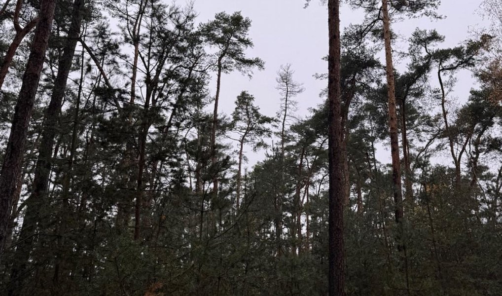 Prodej lesa 7 349 m², Třebestovice – náhled fotky 8